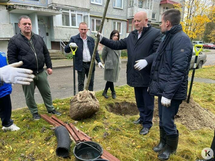 В Калининграде высадили деревья четырёх видов (фото) - Новости Калининграда | Фото: Александр Подгорчук / «Клопс»