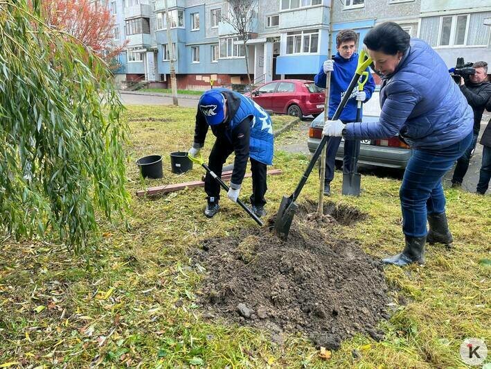 В Калининграде высадили деревья четырёх видов (фото) - Новости Калининграда | Фото: Александр Подгорчук / «Клопс»