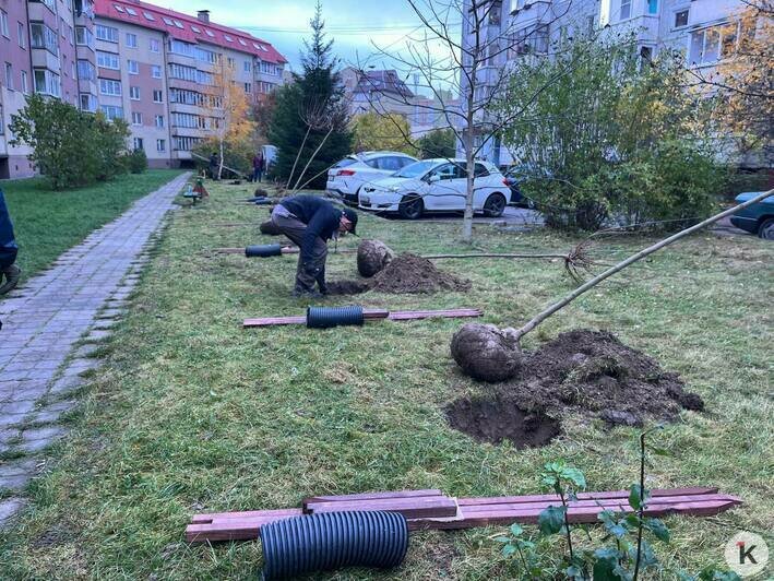 В Калининграде высадили деревья четырёх видов (фото) - Новости Калининграда | Фото: Александр Подгорчук / «Клопс»