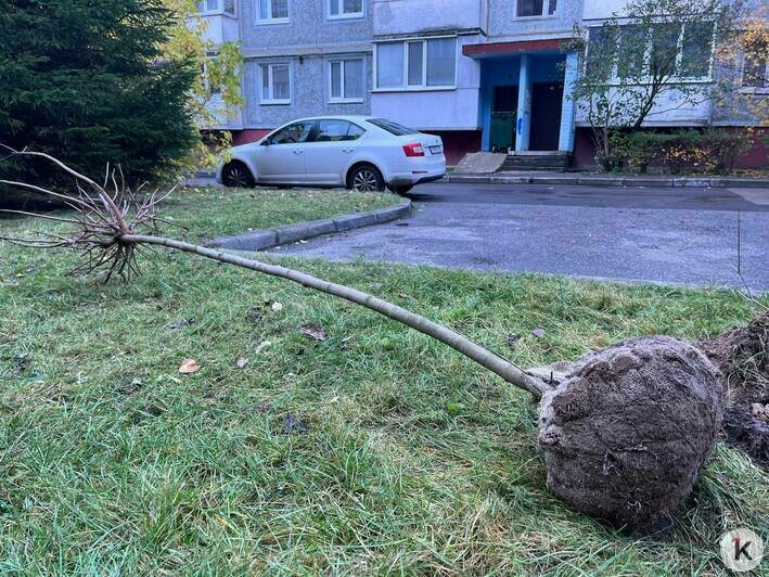 В Калининграде высадили деревья четырёх видов (фото) - Новости Калининграда | Фото: Александр Подгорчук / «Клопс»