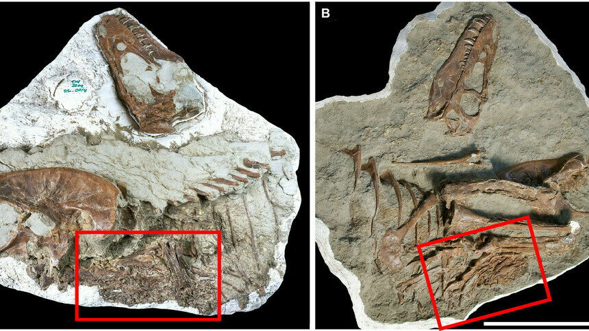 В Канаде учёные обнаружили останки тираннозавра с детёнышами в желудке    - Новости Калининграда | Фото: Science Advances