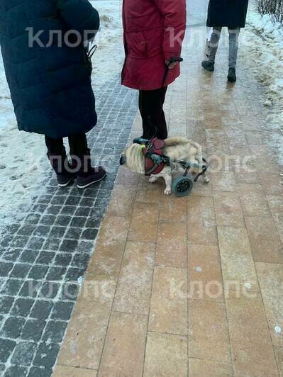 В минздраве рассказали, сколько калининградцев попали в травмпункт после падения на обледеневших тротуарах - Новости Калининграда | Фото: очевидец