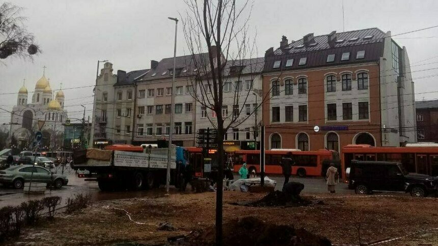 В центре Калининграда начали высаживать клёны   - Новости Калининграда | Фото: пресс-служба администрации Калининграда