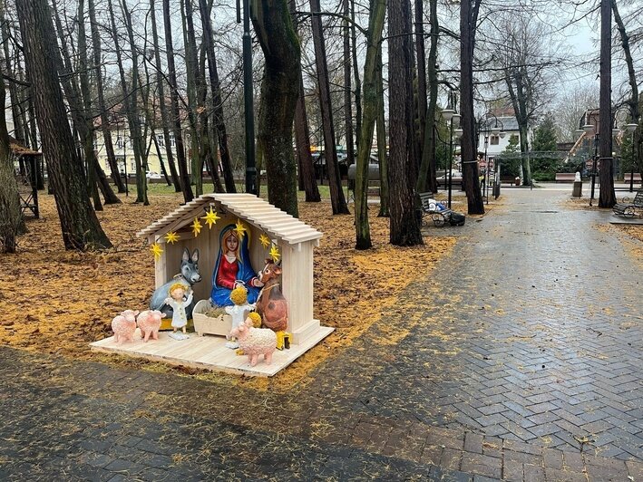 Светлогорск — город белок: главную улицу заполонят рыжие красавицы (фото)   - Новости Калининграда | Фото: Серафима Москаева