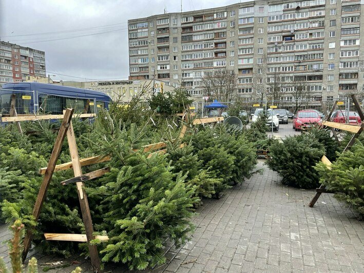 Местные, краснодарские, импортные: что продают на ёлочных базарах в Калининграде - Новости Калининграда | Фото: Денис Шелеметьев / «Клопс»