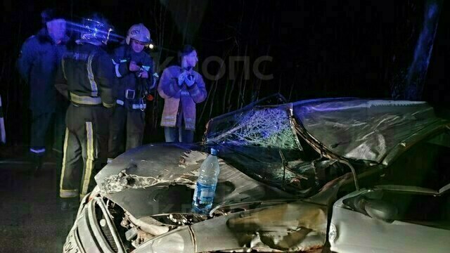 Под Калининградом легковушка сбила лошадь, животное погибло (фото) 