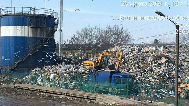 Бегают крысы, а мусор разносят чайки: свалка на Туруханской окончательно допекла калининградцев (фото)