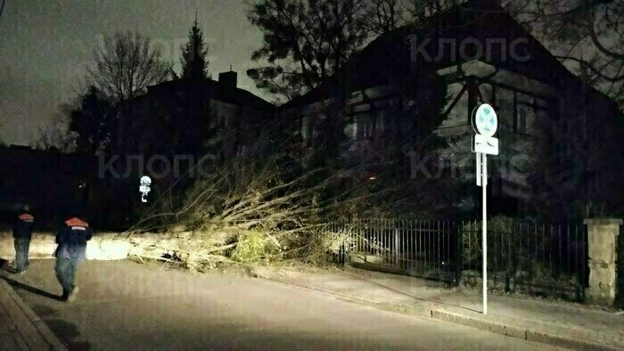 В Калининграде сильный ветер повалил на территорию районной прокуратуры огромное дерево (фото)   - Новости Калининграда | Фото: очевидец 