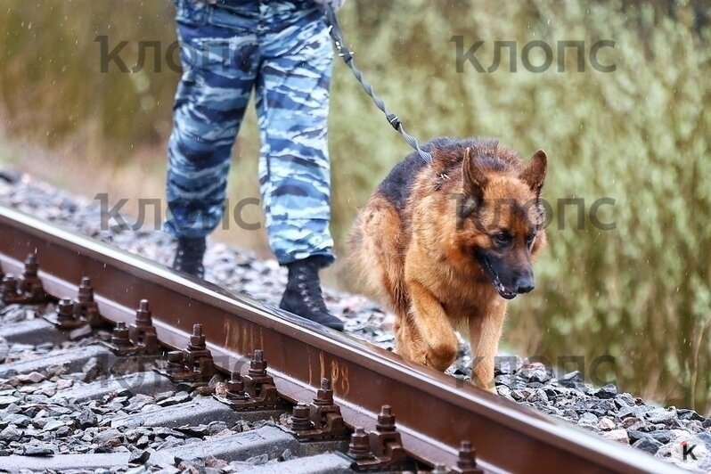 У поезда, сошедшего с рельсов на перегоне Полесск — Гурьевск, стоит оцепление и работают кинологи (фото)  - Новости Калининграда | Фото: Александр Подгорчук / «Клопс»