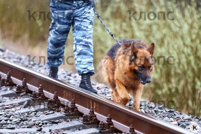 У поезда, сошедшего с рельсов на перегоне Полесск — Гурьевск, стоит оцепление и работают кинологи (фото)  - Новости Калининграда | Фото: Александр Подгорчук / «Клопс»