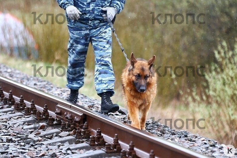 У поезда, сошедшего с рельсов на перегоне Полесск — Гурьевск, стоит оцепление и работают кинологи (фото)  - Новости Калининграда | Фото: Александр Подгорчук / «Клопс»