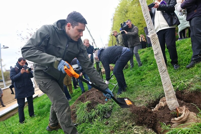 На набережной Адмирала Трибуца высадили липовую аллею (фоторепортаж) - Новости Калининграда | Фото: Александр Подгорчук / «Клопс»