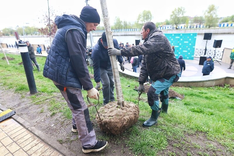 На набережной Адмирала Трибуца высадили липовую аллею (фоторепортаж) - Новости Калининграда | Фото: Александр Подгорчук / «Клопс»