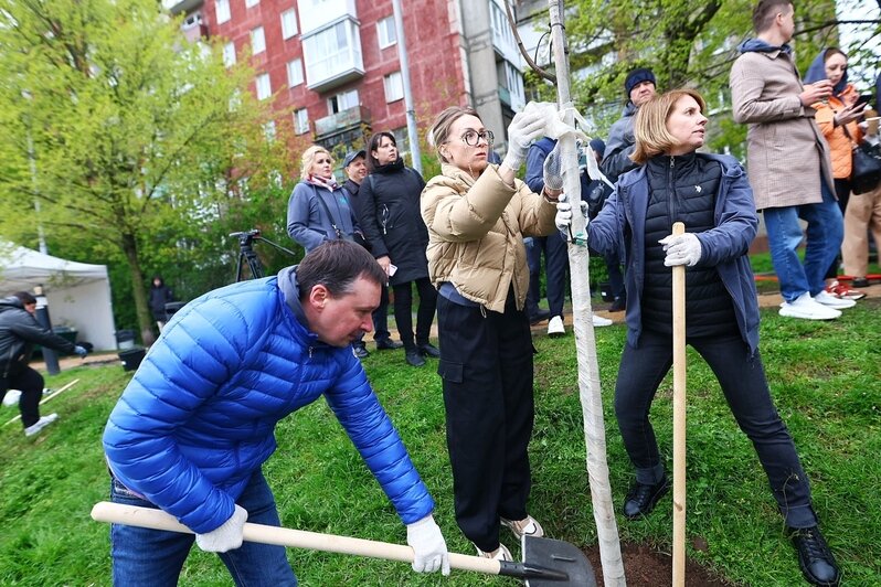 На набережной Адмирала Трибуца высадили липовую аллею (фоторепортаж) - Новости Калининграда | Фото: Александр Подгорчук / «Клопс»