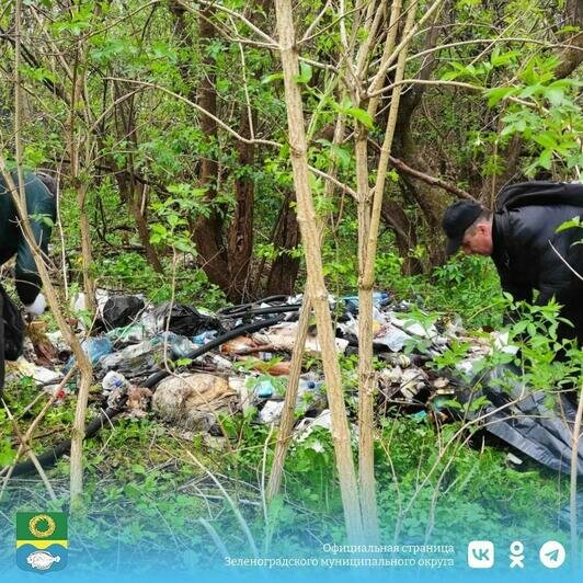 В Зеленоградске клумбы возле Курортного проспекта засадили модными злаковыми (фото)  - Новости Калининграда | Фото: администрация Зеленоградского округа