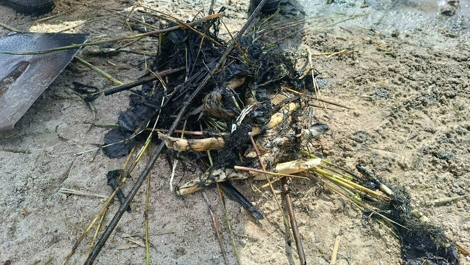 В Калининграде перед купальным сезоном начали расчищать водоёмы  - Новости Калининграда | Фото: администрация Калининграда