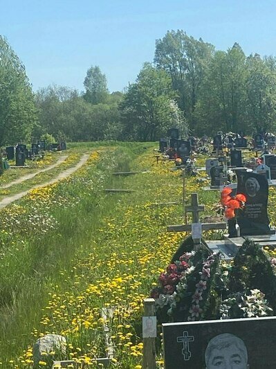 «Всё в траве и одуванчиках»: жителей Черняховска возмутил вид городского кладбища, заросшего сорняками (фото) - Новости Калининграда | Фото: Ирина