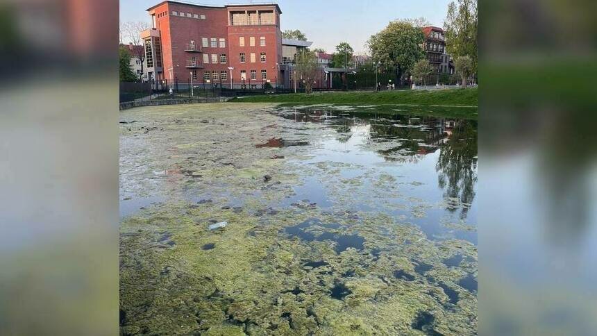 Пруд Поплавок в Калининграде зарос тиной (фото)   - Новости Калининграда | Фото: очевидец
