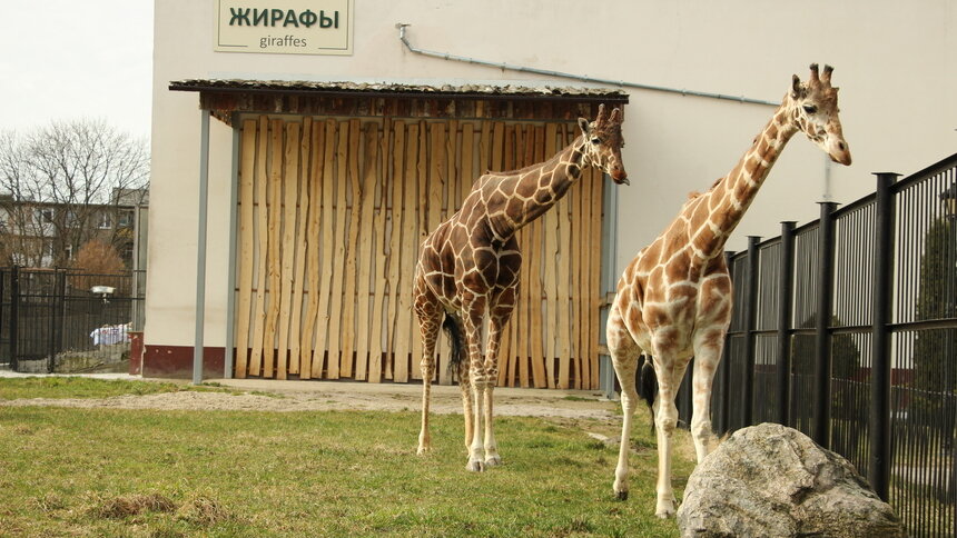 На час дольше: Калининградский зоопарк с 1 мая меняет режим работы   - Новости Калининграда | Фото: Александр Подгорчук / Архив «Клопс»