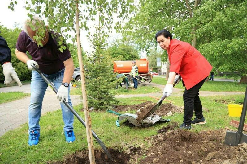 Берёзы и ели: вдоль трассы на Герцена высадили около 30 деревьев (фото) - Новости Калининграда | Фото: телеграм-канал Елены Дятловой