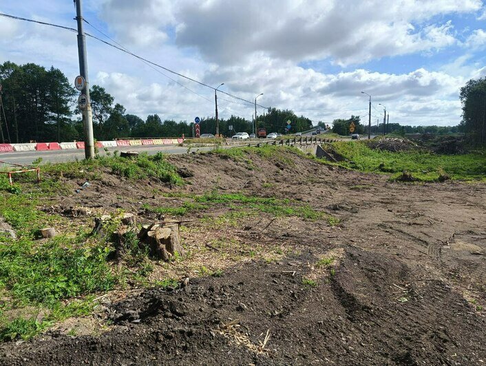 На въезде в микрорайон Космодемьянского спилили больше пяти тысяч деревьев (фото) - Новости Калининграда | Татьяна Батыршина