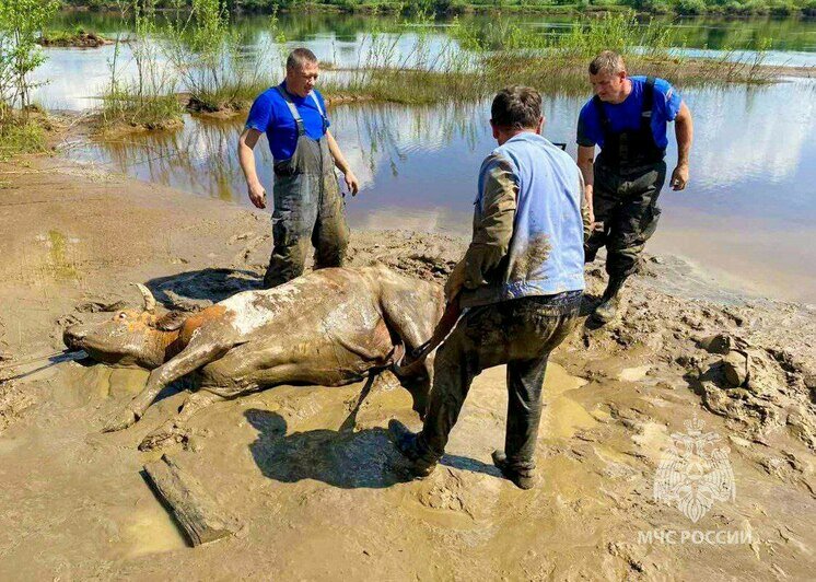 Не помогла даже лебёдка: в Нижегородской области спасателям пришлось откапывать застрявшую в грязи корову (фото) - Новости Калининграда | Фото: пресс-служба МЧС Нижегородской области