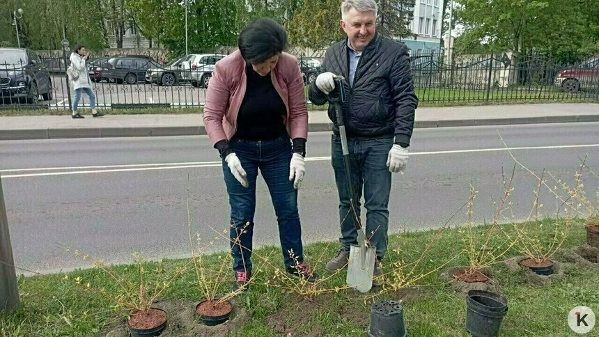 В Калининграде погибли все придорожные кусты, впервые заменившие заборы на одной из улиц - Новости Калининграда | Фото: Александр Подгорчук / Архив «Клопс»