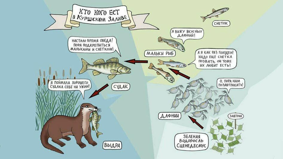 От судака до сценедесмуса: калининградская художница нарисовала обитателей Куршского залива (фото)   - Новости Калининграда
