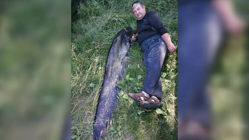 «Таскал целый час»: в Славском районе поймали двухметрового сома (фото, видео)   - Новости Калининграда | Фото: Константин Тупяков