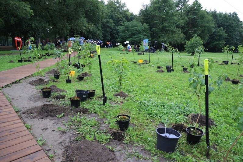 В Калининграде берега Летнего озера озеленили 150 саженцами сирени (фото) - Новости Калининграда | Фото: страница Елены Дятловой «ВКонтакте»