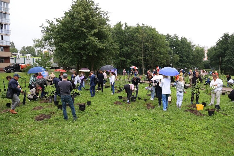В Калининграде берега Летнего озера озеленили 150 саженцами сирени (фото) - Новости Калининграда | Фото: страница Елены Дятловой «ВКонтакте»