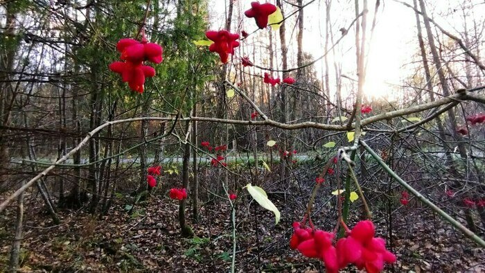 В Калининградской области на третьи сутки нашли живым 65-летнего мужчину, ушедшего в лес за ягодами   - Новости Калининграда | Фото: Ольга Запивалова / «Клопс»