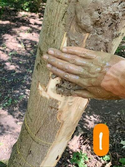 Наудачу нарекли Васей: в парке Макса Ашманна спасают клён, с которого вандалы содрали кору - Новости Калининграда | Фото: Дирекция ландшафтных парков