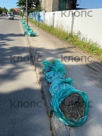 «Не о таком озеленении просили»: калининградцы пожаловались врио губернатора на захламлённые берега Поплавка и Вагоностроительную (фото) - Новости Калининграда | Фото: Александр Панфилов