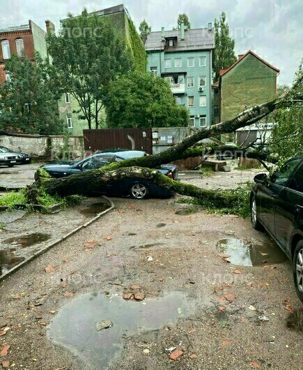 Воскресный шторм повалил дерево на припаркованную легковушку на улице Вагнера (фото) - Новости Калининграда | Фото: очевидец