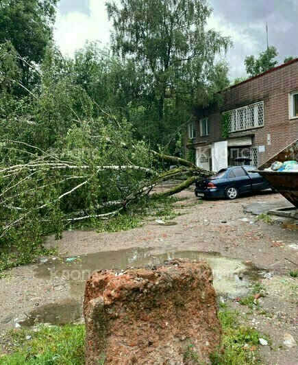 Воскресный шторм повалил дерево на припаркованную легковушку на улице Вагнера (фото) - Новости Калининграда | Фото: очевидец