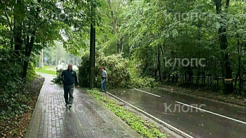 В Светлогорске рухнувшее из-за непогоды дерево перегородило дорогу, собирается пробка - Новости Калининграда | Фото: очевидец