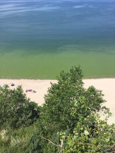 Синезелёные водоросли в Балтийском море  | Фото: телеграм-канал «Погода и метеоявления в Калининградской области»