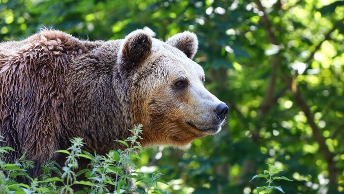 Вишни, флирт и плоды злонравия: 12 самых запоминающихся цитат из русской классики про август - Новости Калининграда | Фото: архив «Клопс»