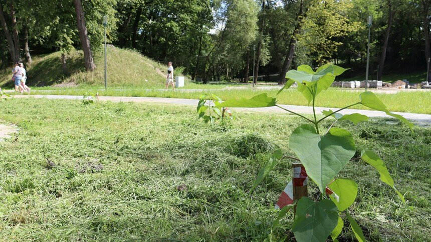 Макароны на ветках: в черняховском парке высадили 10 растений с плодами причудливой формы - Новости Калининграда | Фото: администрация Черняховского городского округа