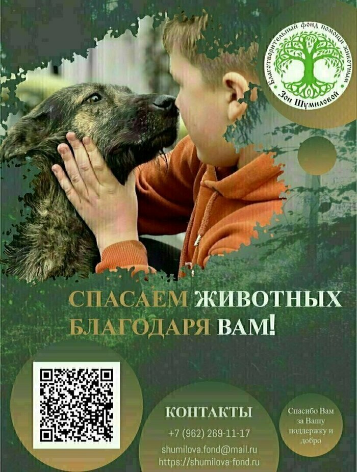 «На месте собаки мог бы оказаться ребёнок»: в Покровском дворняга попала в силки (фото, видео) - Новости Калининграда | Фото: «Клопс»