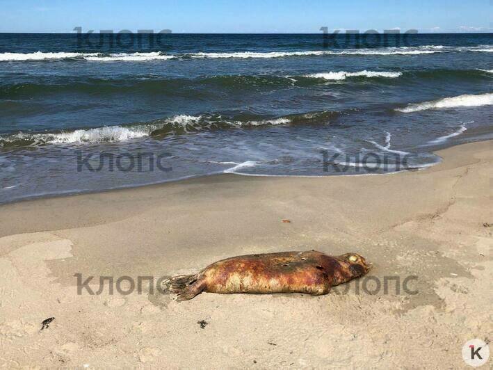 В районе Отрадного на пляж вынесло мёртвых тюленей (фото)   - Новости Калининграда | Фото: Елена Расторгуева