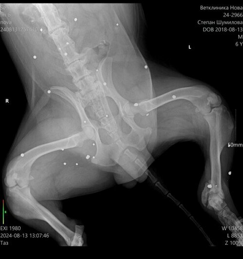 Рентген показал десятки свинцовых пуль | Фото: Зоя Шумилова 