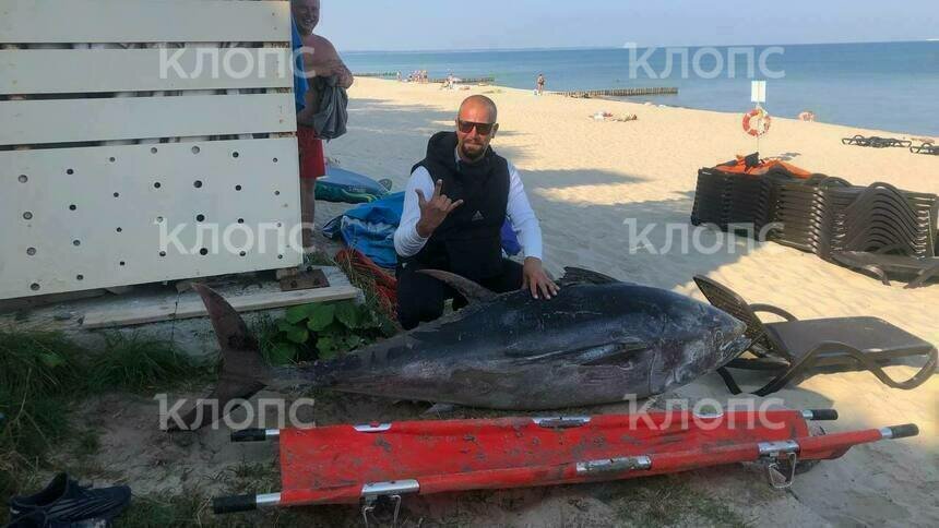 В связи с изменением климата: в Зеленоградске на берег выбросило крупного тунца (фото)  - Новости Калининграда | Фото: очевидец