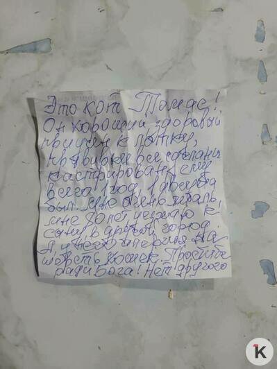 «Простите ради бога!»: в Калининградской области кота оставили на границе с запиской (фото) - Новости Калининграда | Фото: Анастасия