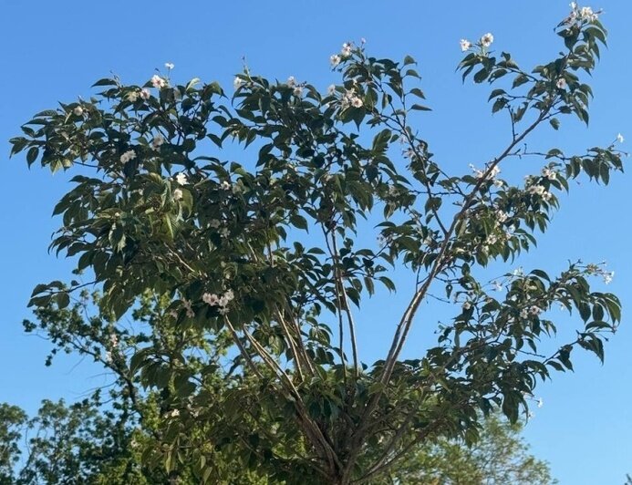 На улицах Зеленоградска в сентябре повторно зацвели вишня и рододендроны - Новости Калининграда | Фото: администрация Зеленоградского городского округа