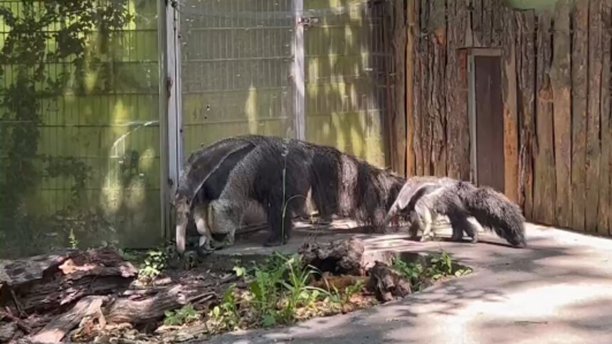 Маленького муравьеда, рождённого в Калининградском зоопарке, назвали Вуди  - Новости Калининграда | Фото: скриншот видео в телеграм-канале Калининградского зоопарка 