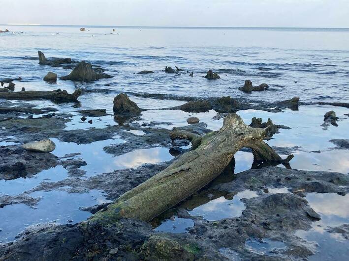 В Зеленоградске отлив обнажил дно и остатки реликтового леса (фото) - Новости Калининграда | Фото: «Клопс»