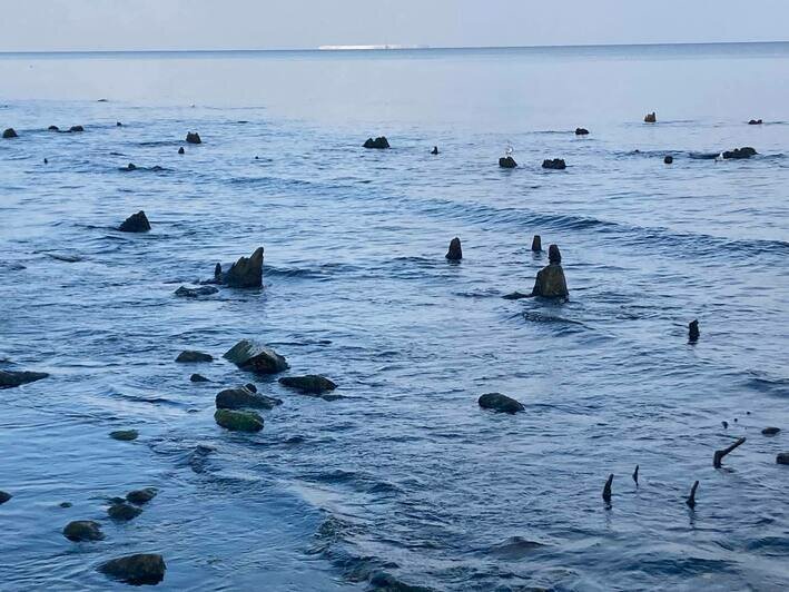 В Зеленоградске отлив обнажил дно и остатки реликтового леса (фото) - Новости Калининграда | Фото: «Клопс»