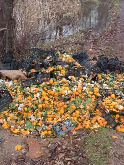 Осторожно, осадки в виде мандаринов: на окраине Калининграда нашли фруктовую свалку (фото) - Новости Калининграда | Фото очевидцев